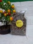 Bugleweed 100g Pack - Tallafin Jini & Thyroid - 2