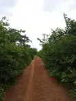 10,000 Acres Farmland for Sale in Imeko Afon, Ogun State - 2