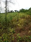 10,000 Acres Farmland for Sale in Imeko Afon, Ogun State - 4