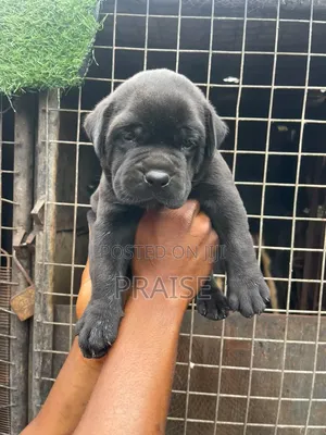 Babban Bullmastiff Jariri - Watan 1-3