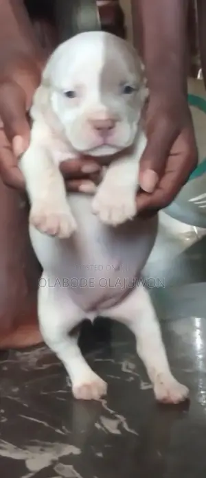 Female Purebred American Bully Puppy (1-3 Months)