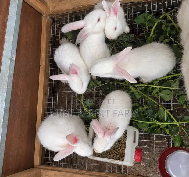 1 Month Old White New Zealand Rabbits - 1