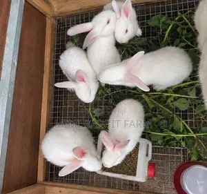 Dankaren Sabon Zuri'a Farin Sabon Zealand Na Wata 1