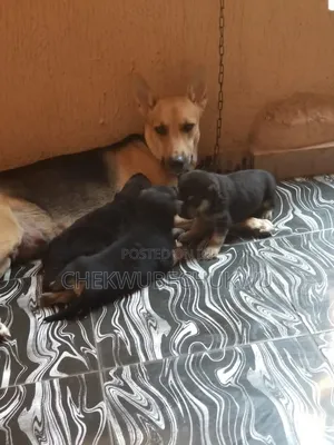 Female Purebred German Shepherd Puppy (0-1 Month)