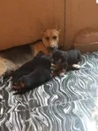 Female Purebred German Shepherd Puppy (0-1 Month) - 1