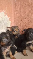 Female Purebred German Shepherd Puppy (0-1 Month) - 2