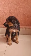 Female Purebred German Shepherd Puppy (0-1 Month) - 3