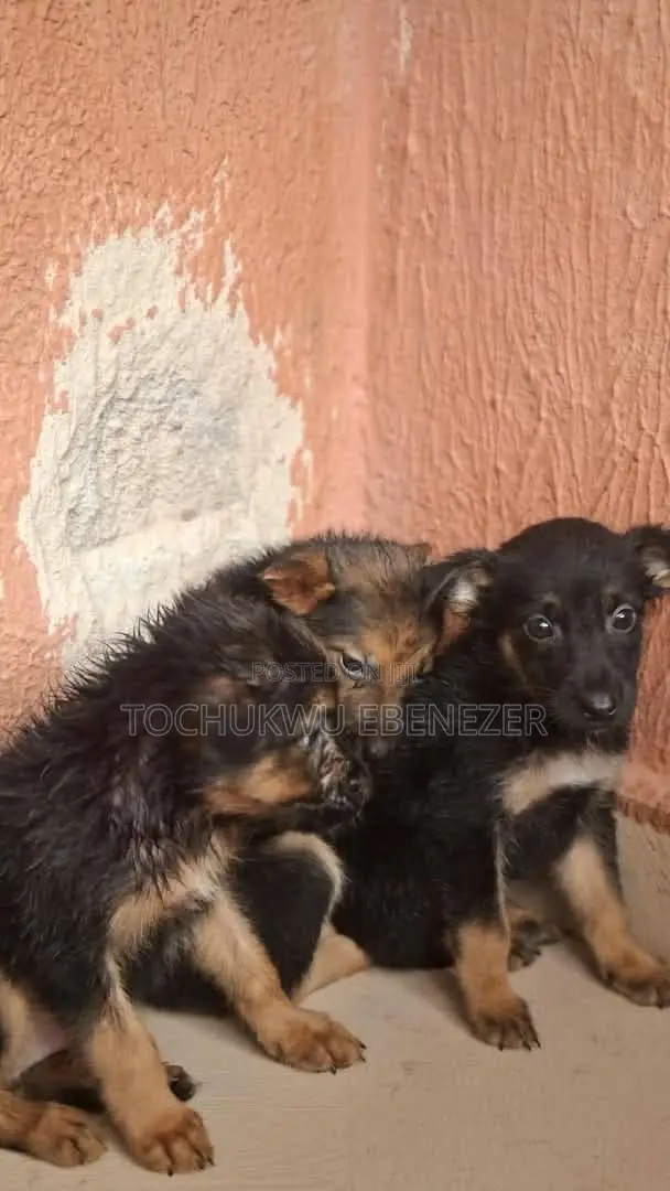 0-1 Month Male Purebred German Shepherd Puppy - 1