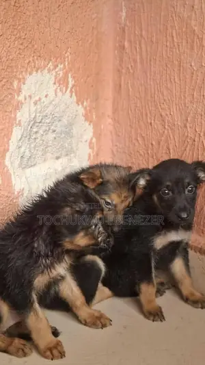 Kare German Shepherd Namiji Mai Cika Wata 0-1