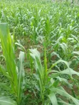 Filin 1000sqm na zama don siyarwa a Lugbe - 5