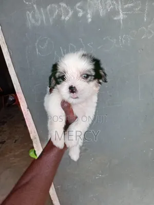 Purebred Lhasa Apso Puppy - 1-3 Months Old