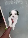 Purebred Lhasa Apso Puppy - 1-3 Months Old - 1