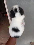Purebred Lhasa Apso Puppy - 1-3 Months Old - 2