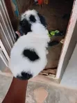 Purebred Lhasa Apso Puppy - 1-3 Months Old - 3