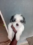Purebred Lhasa Apso Puppy - 1-3 Months Old - 4