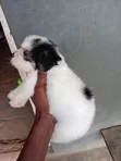 Purebred Lhasa Apso Puppy - 1-3 Months Old - 5