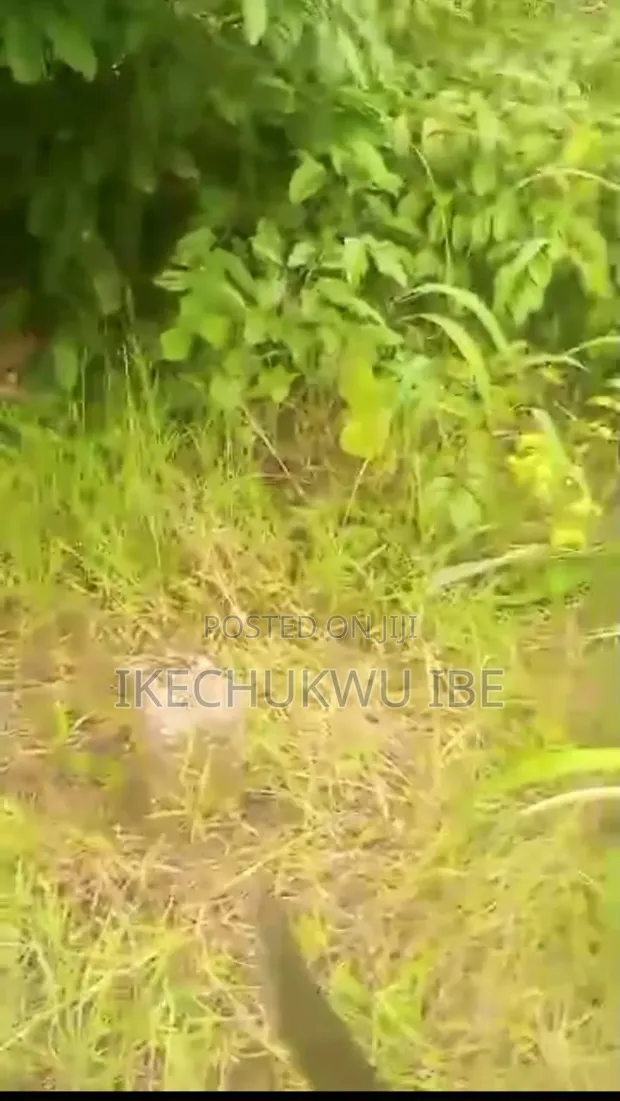Takardar Mallaka (C of O) - Ogbuke - 1