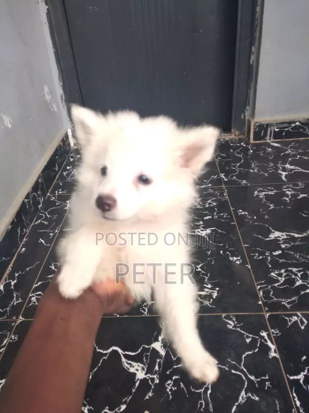 Karenam American Eskimo Namiji Mai Cika Shekaru 1-3 - 1