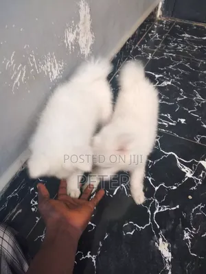 Karenam American Eskimo Namiji Mai Cika Shekaru 1-3