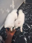 Karenam American Eskimo Namiji Mai Cika Shekaru 1-3 - 2