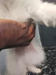 Karenam American Eskimo Namiji Mai Cika Shekaru 1-3 - 3