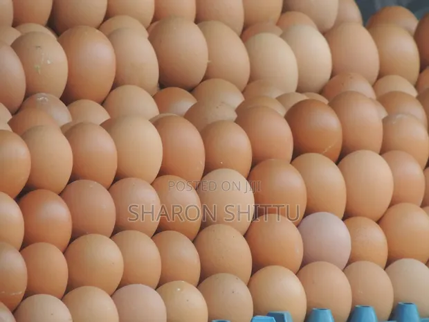Fresh Eggs in Bulk - Abuja - 1
