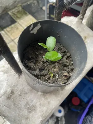 Native Orange Seedling