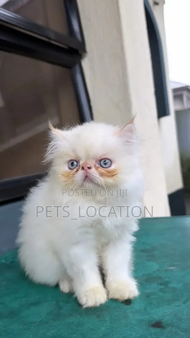 Purebred Persian Kitten - 1-3 Months Old - 1