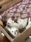 Kare-karen American Eskimo Mai Tsarki - Mace, 1-3 Watan - 1