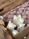 Kare-karen American Eskimo Mai Tsarki - Mace, 1-3 Watan - 2