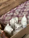 Kare-karen American Eskimo Mai Tsarki - Mace, 1-3 Watan - 3