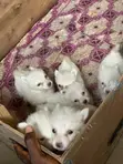 Kare-karen American Eskimo Mai Tsarki - Mace, 1-3 Watan - 4