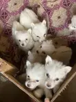 Kare-karen American Eskimo Mai Tsarki - Mace, 1-3 Watan - 5