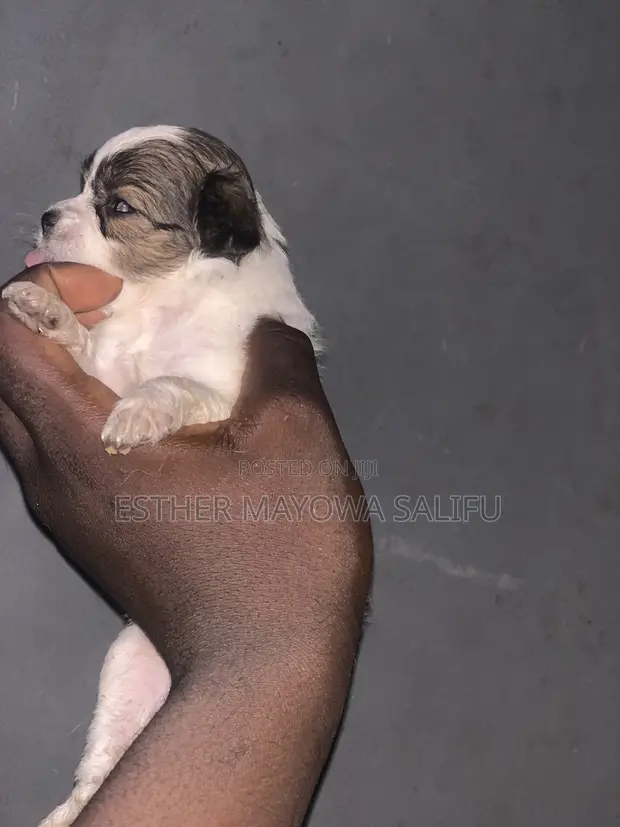 Purebred Lhasa Apso Puppy - 1-3 Months Old - 1