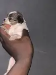 Kare Mai Tsarki na Lhasa Apso - Watanni 1-3 - 1