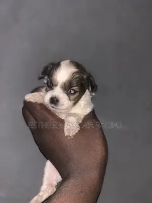 Kare Mai Tsarki na Lhasa Apso - Watanni 1-3