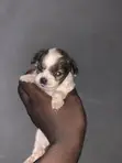 Kare Mai Tsarki na Lhasa Apso - Watanni 1-3 - 2
