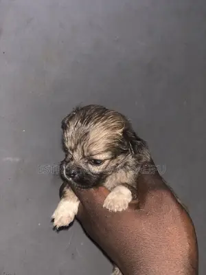 Karengiyar Lhasa Apso Mai Tsarki - Wata 1-3