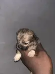 Karengiyar Lhasa Apso Mai Tsarki - Wata 1-3 - 1