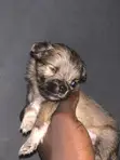 Karengiyar Lhasa Apso Mai Tsarki - Wata 1-3 - 2