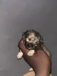 Karengiyar Lhasa Apso Mai Tsarki - Wata 1-3 - 3
