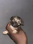 Karengiyar Lhasa Apso Mai Tsarki - Wata 1-3 - 4