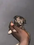 Karengiyar Lhasa Apso Mai Tsarki - Wata 1-3 - 5