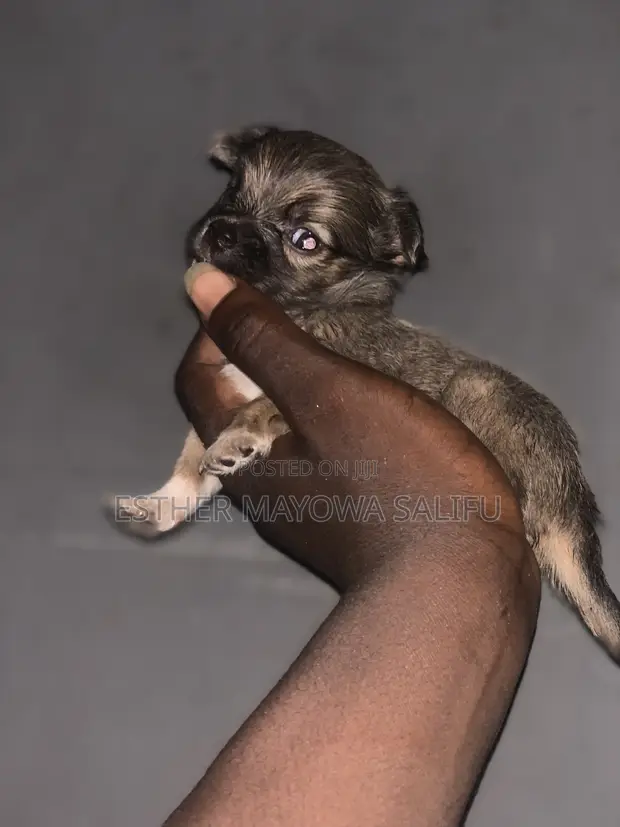 Purebred Lhasa Apso Puppy - 1-3 Months Old - 1