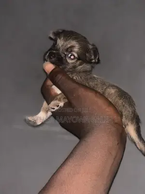Kare Mai Tsarki na Lhasa Apso - Watan 1-3