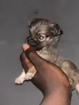Purebred Lhasa Apso Puppy - 1-3 Months Old - 2