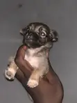Purebred Lhasa Apso Puppy - 1-3 Months Old - 4