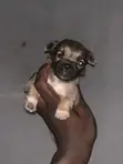 Purebred Lhasa Apso Puppy - 1-3 Months Old - 5