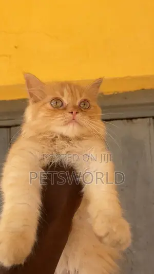 Purebred Persian Kitten - 1-3 Months Old