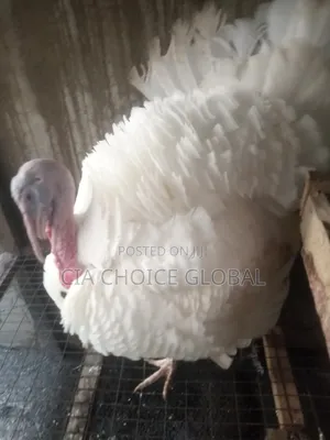 Matured Local Turkeys